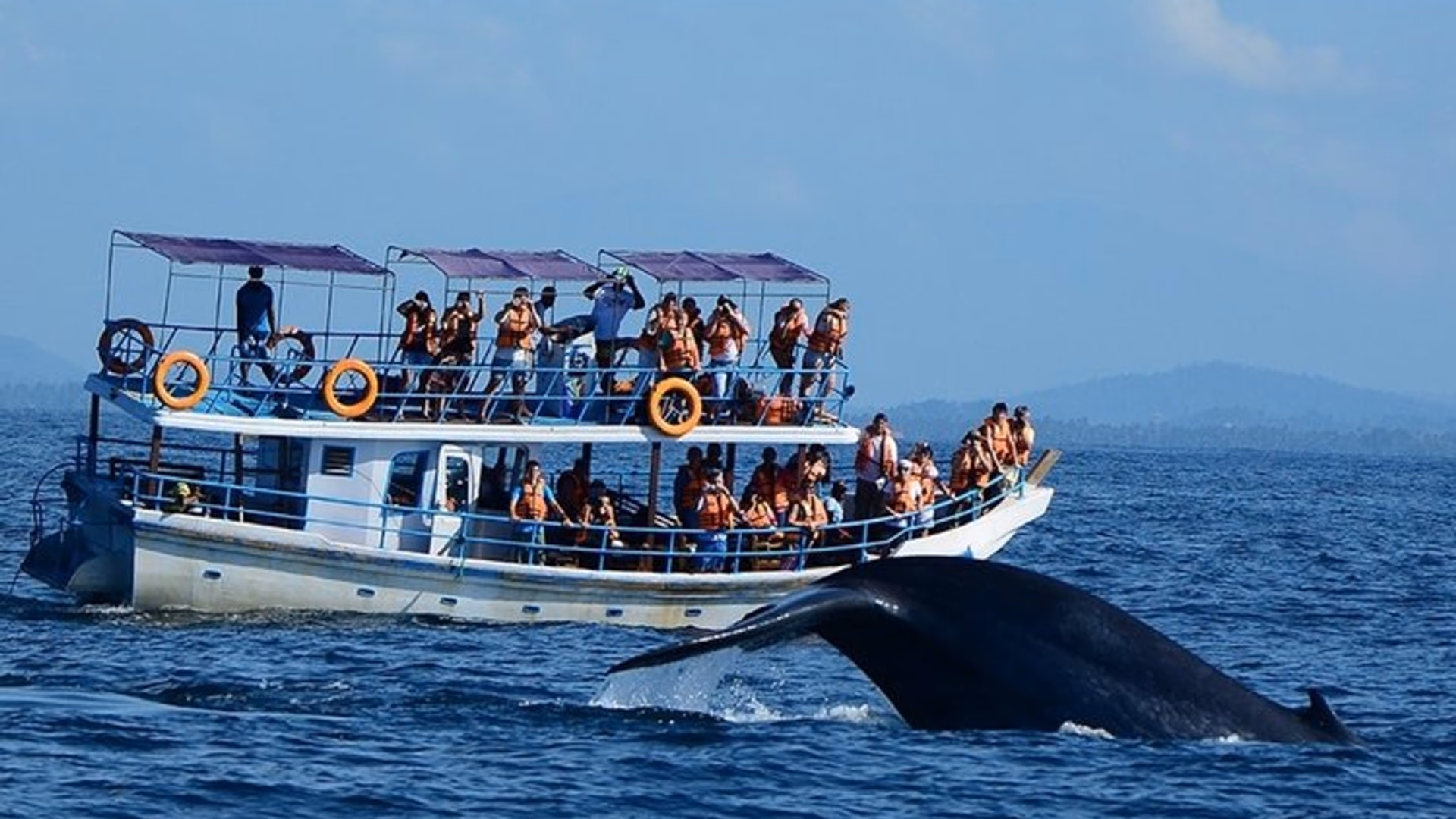 Mirissa Whale Watching