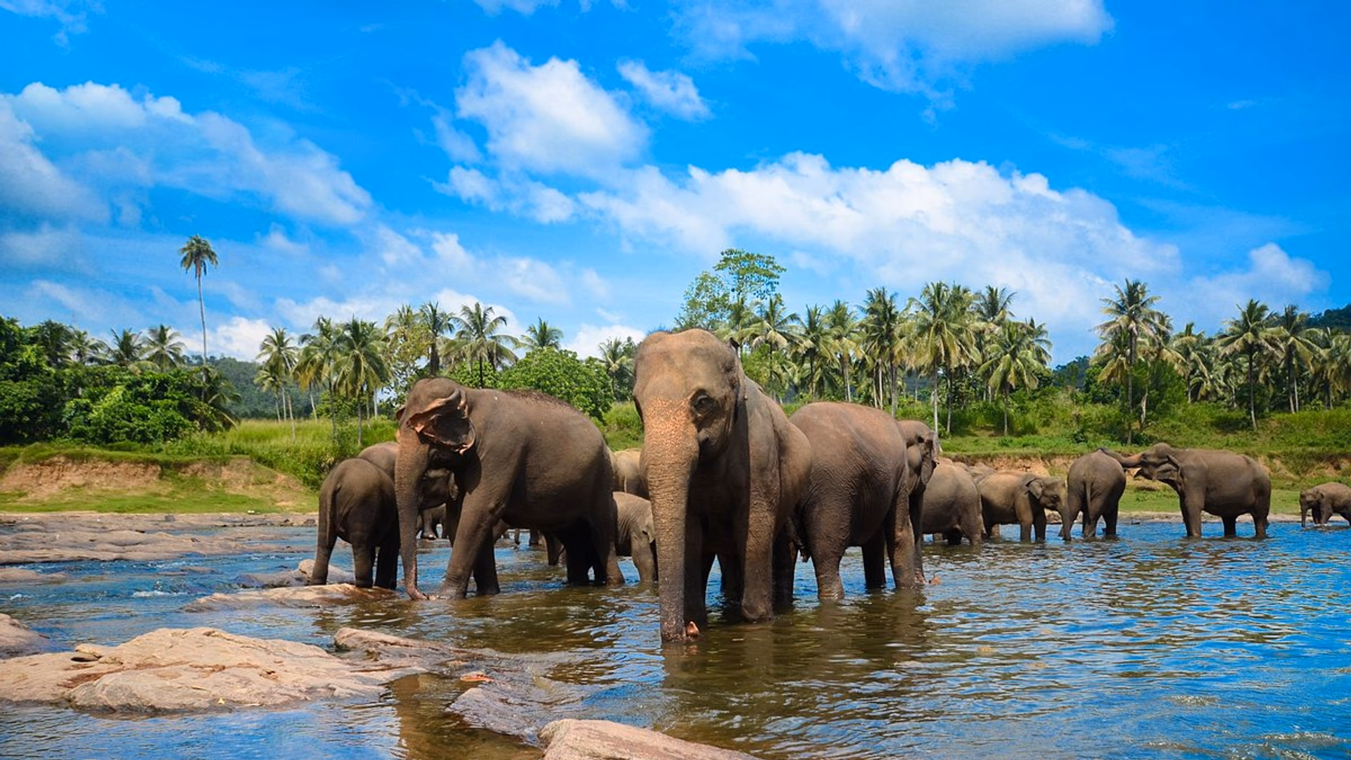 Pinnawala Elephant Orphanage