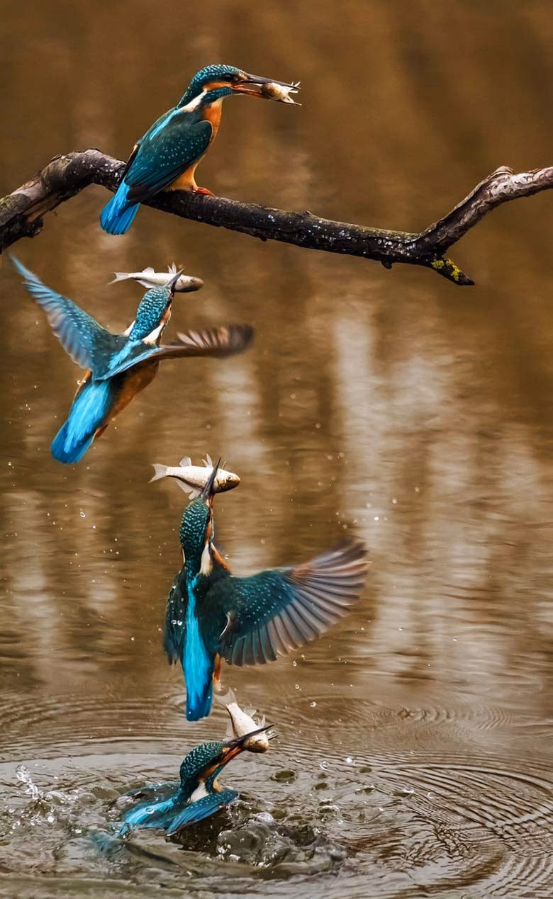 Bharatpur