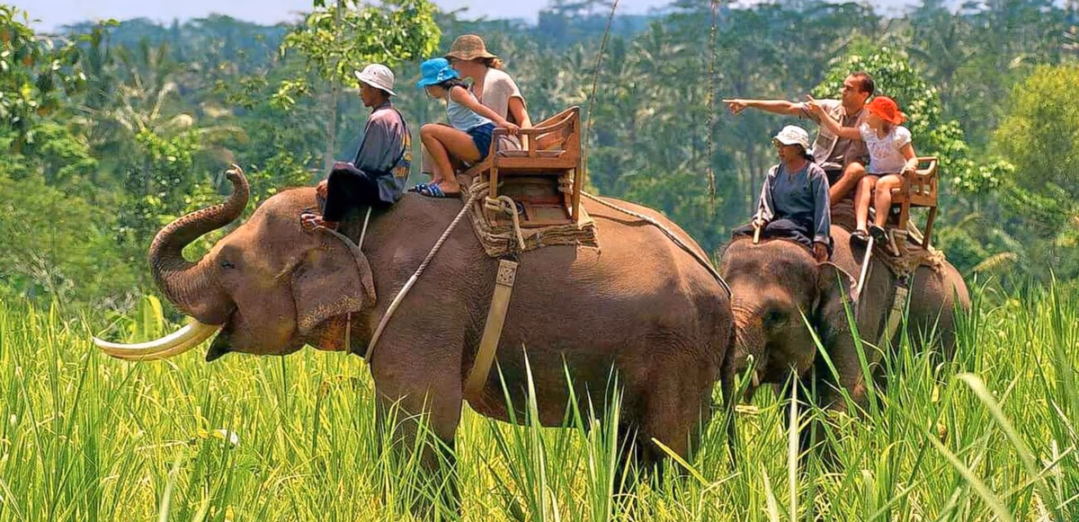 Elephant Safari