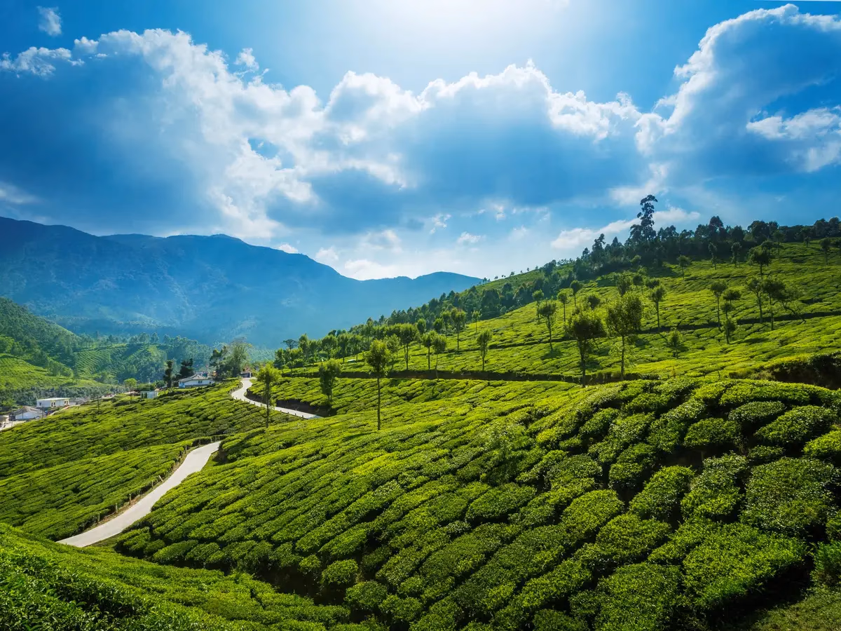Munnar Sightseeing