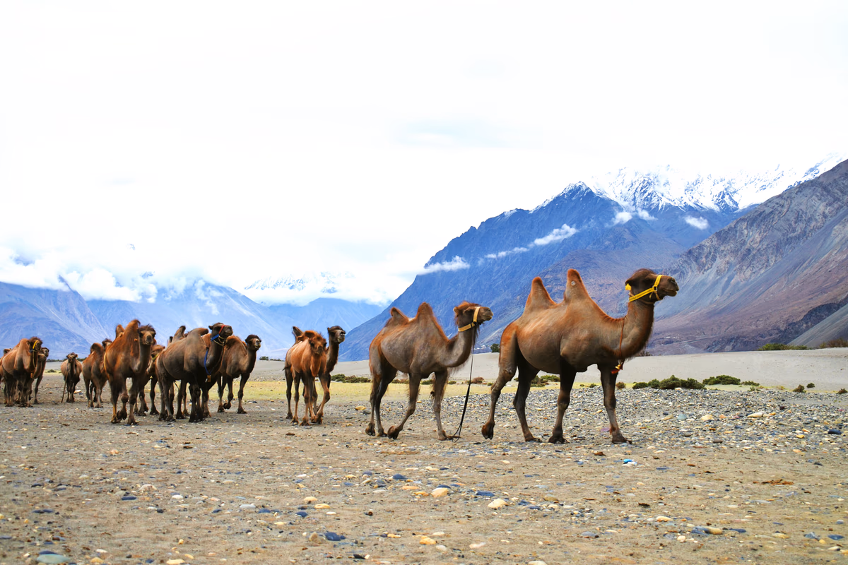Nubra Valley — Camel Safari & Sand Dunes