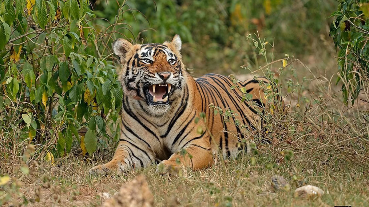 Sariska Forest Safari